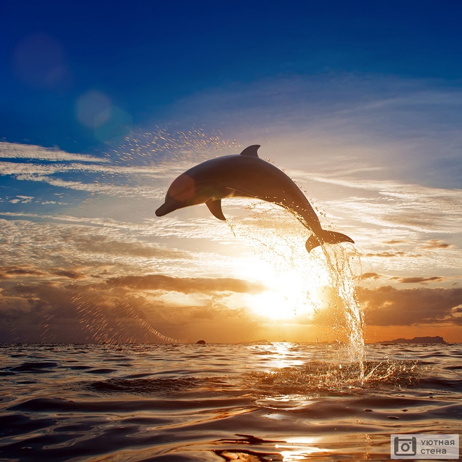 <p>Экскурсия к Дельфинам</p>
